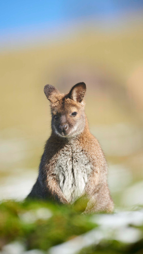 Kangaroos starve to death screenshot