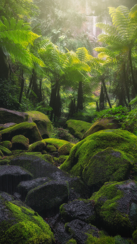 The forest of the tree fern valley screenshot