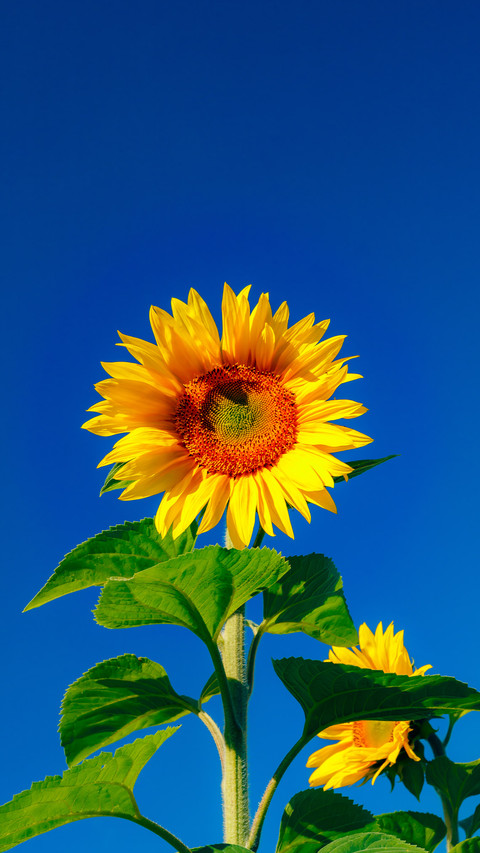 Natural scenery-14 screenshot