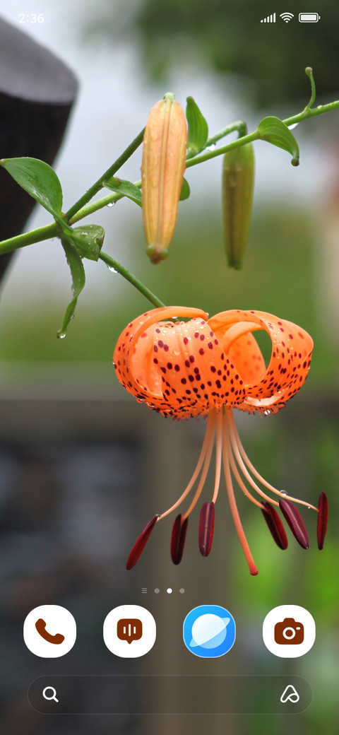 Morning Lily screenshot