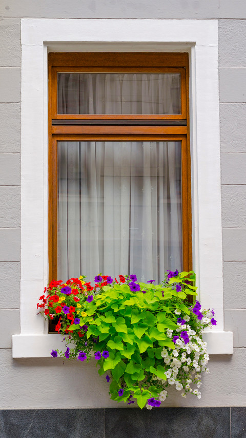The flowers on the windowsill screenshot