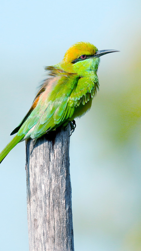 Green birds perch on the branches screenshot