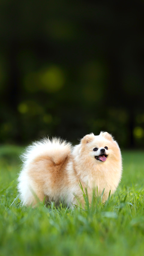 Cute Dog Spitz Playing on Grass screenshot
