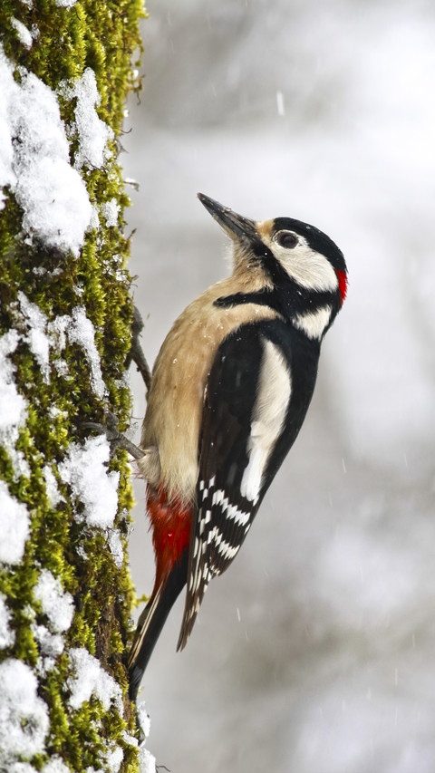 Great Spotted Woodpecker on Tree screenshot