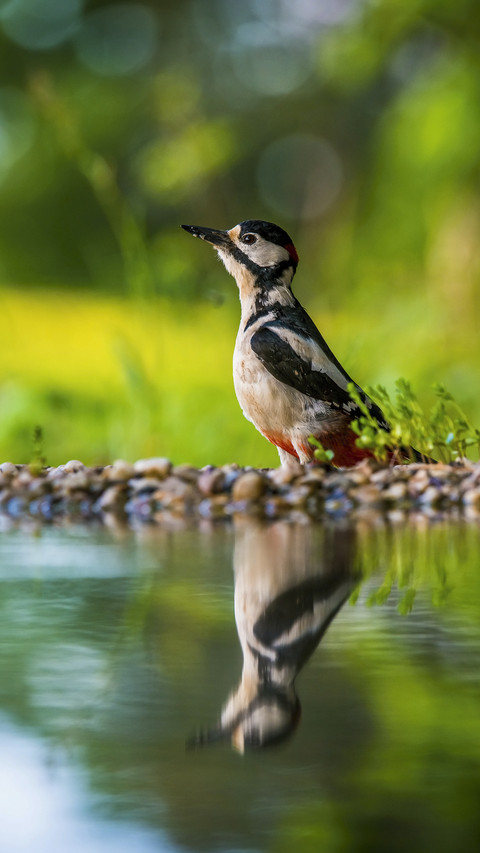 Great Spotted Woodpecker by Water screenshot