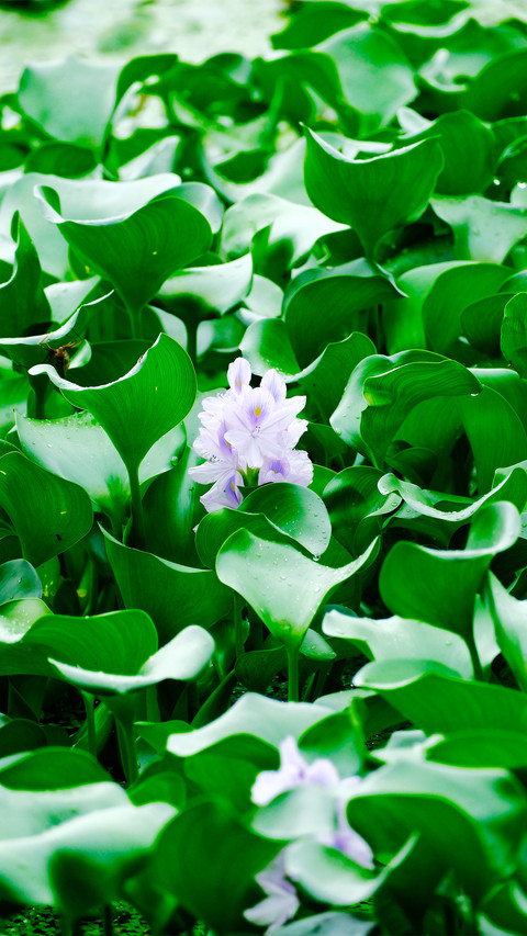 Water hyacinth and water lily screenshot