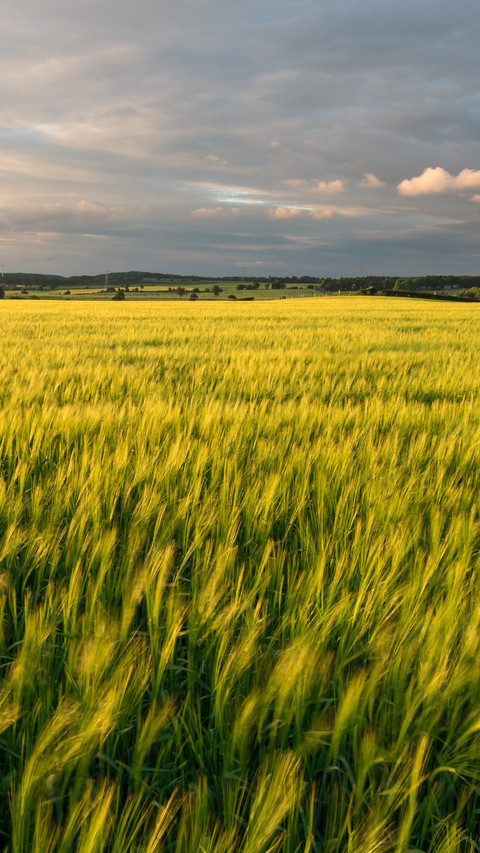 Green fields in Staffordshire, England screenshot