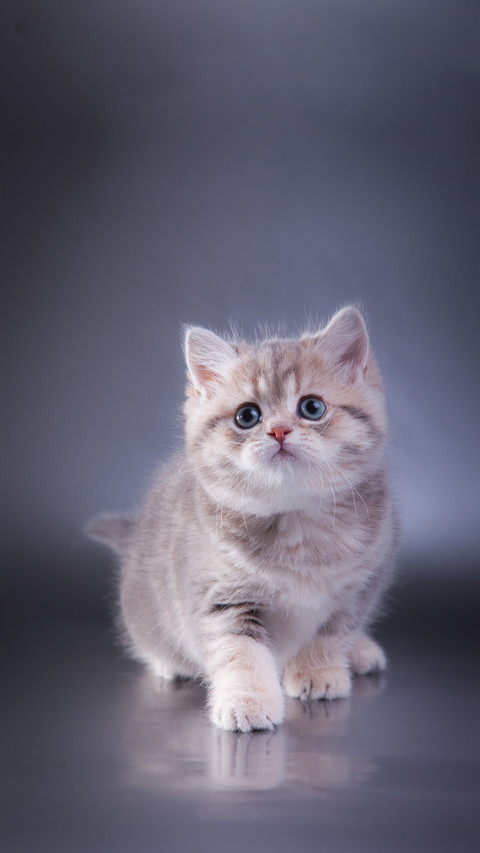 British kitten screenshot