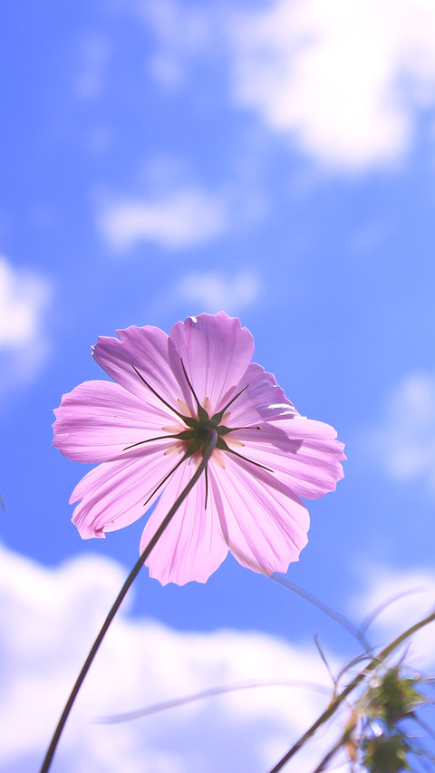 格桑花 (2) screenshot
