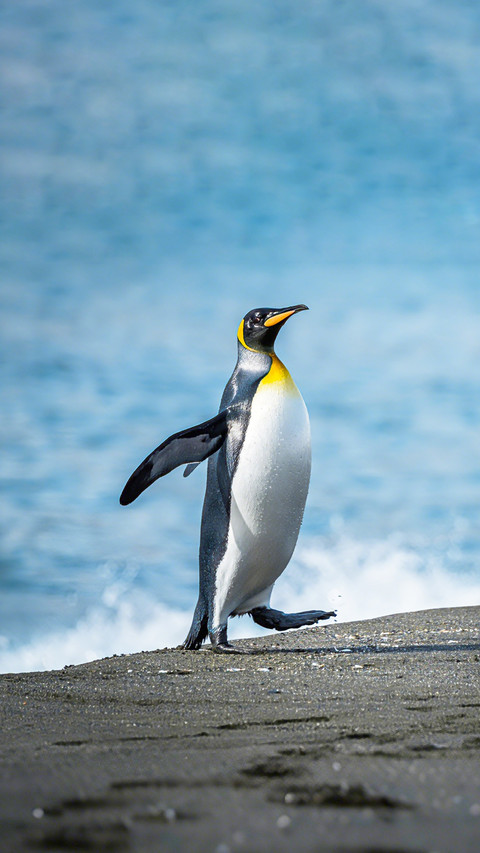 Penguins may fall backwards when watching airplanes screenshot