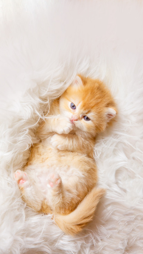 A cute little kitten lying on his back on a fur blanket screenshot