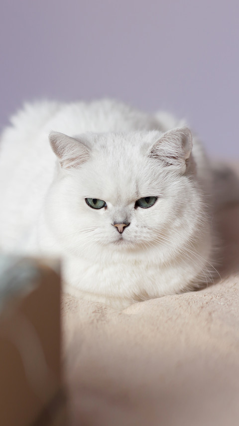 The cat is a little jealous screenshot