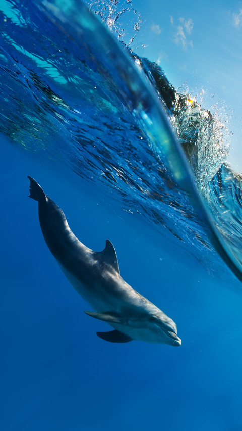 海洋生物冷知识 screenshot