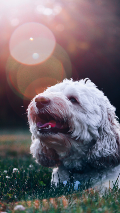 Puppy Love (8) screenshot