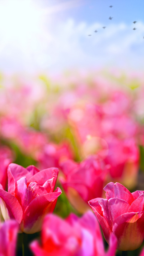 Spring is here screenshot