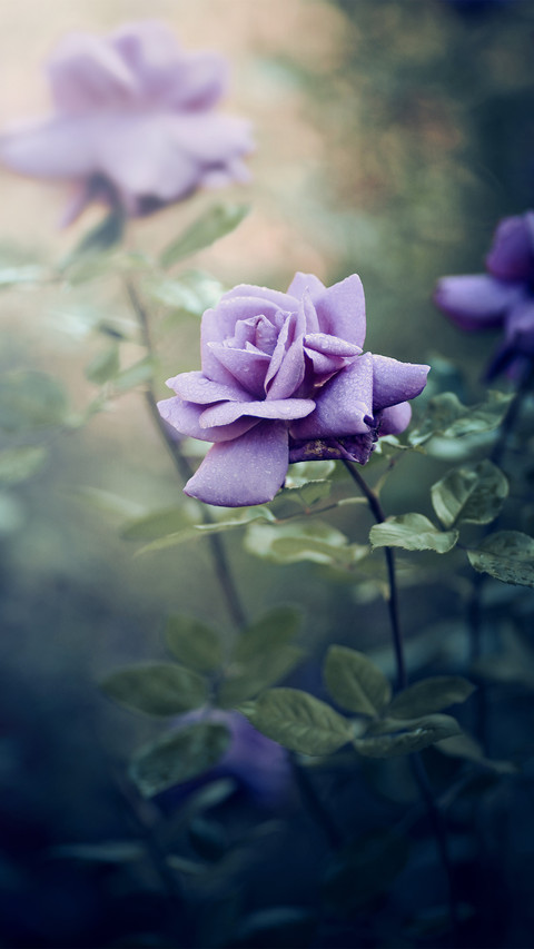 Under the macro lens photography 0 of flowers screenshot
