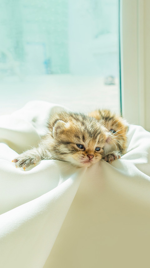 Cute kitten just wake up from sleep on white blanket screenshot