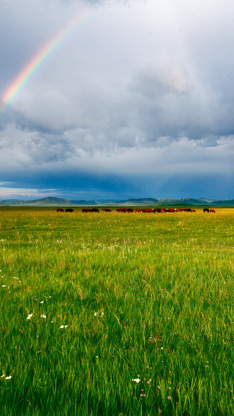 Scenery after rain on the grassland screenshot