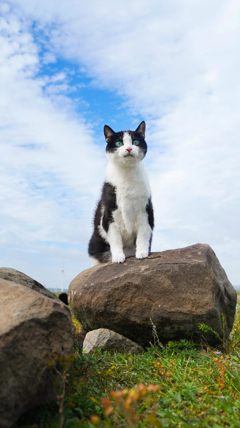 奶牛猫的自白 screenshot