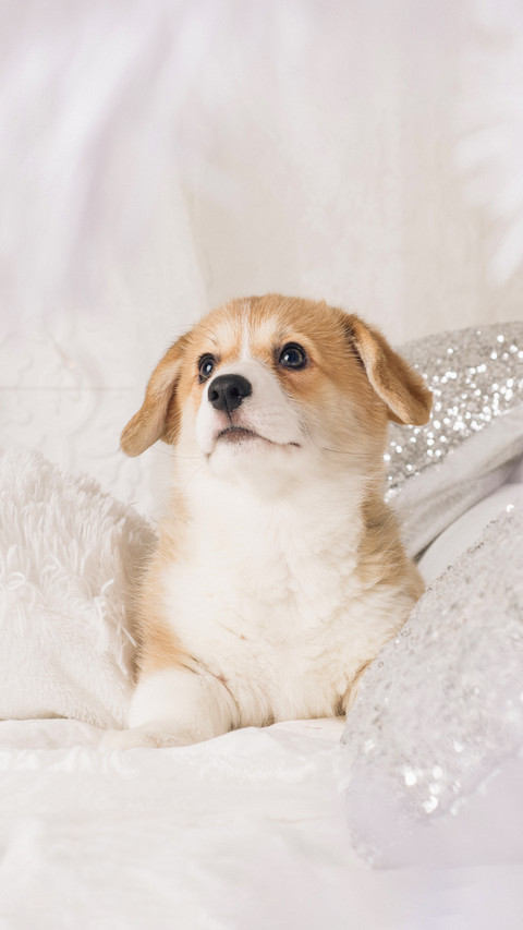 A Pembroke Welsh Corgi Puppy Lying on The Blanket screenshot