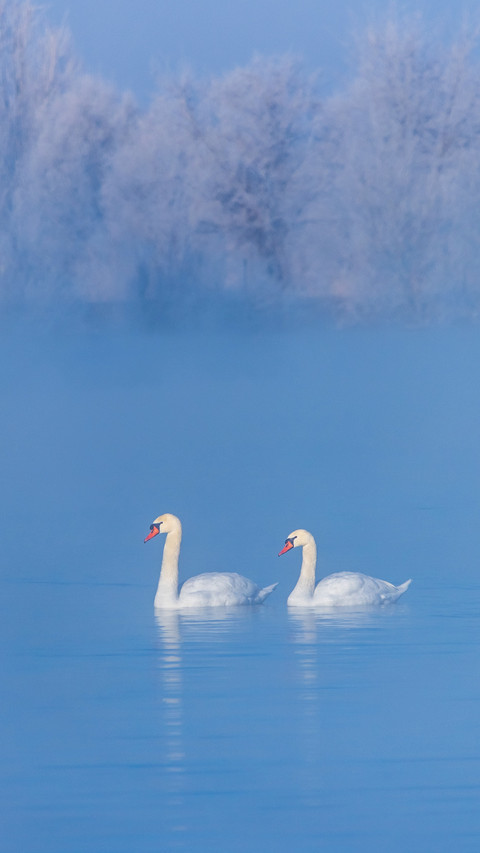 Mute Swan Floating in Frozen Pond screenshot