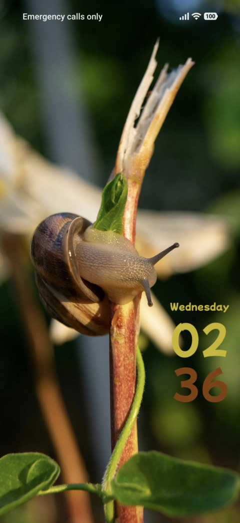 Snail screenshot