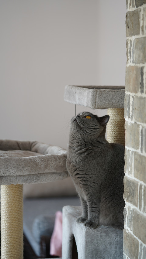 Super accurate cat personality judgment screenshot