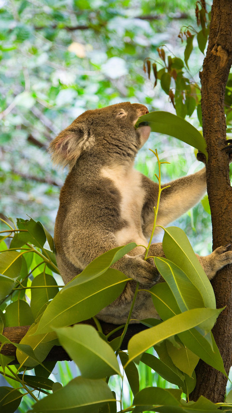 Cute koala-03 screenshot