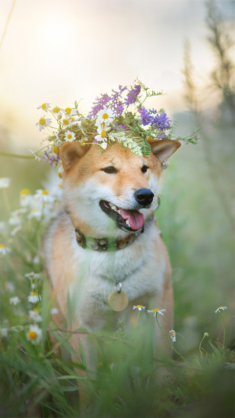 柴犬尾巴大揭秘 screenshot