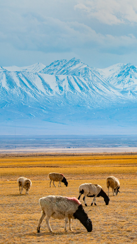 The Sheep Are Grazing on The Meadow screenshot
