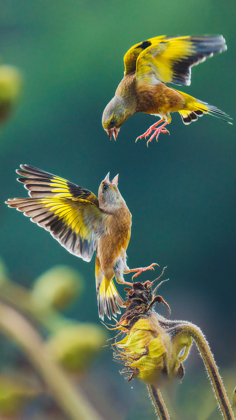 The golden winged sparrow with graceful love screenshot