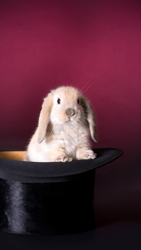 Lop-eared rabbit screenshot