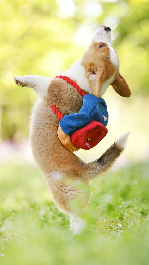 Seven differences between dogs and wolves screenshot