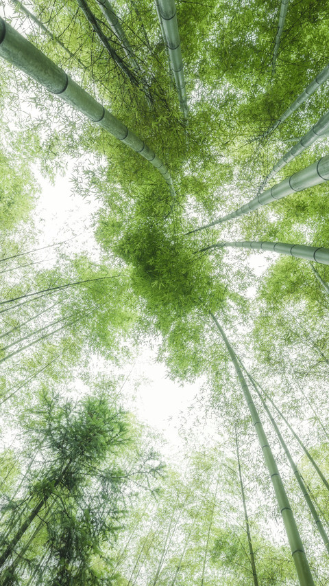 The bamboo shadows sway the charm screenshot
