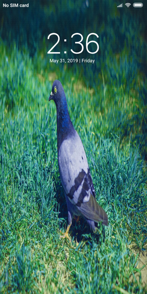 My Pigeon_DWM19 screenshot