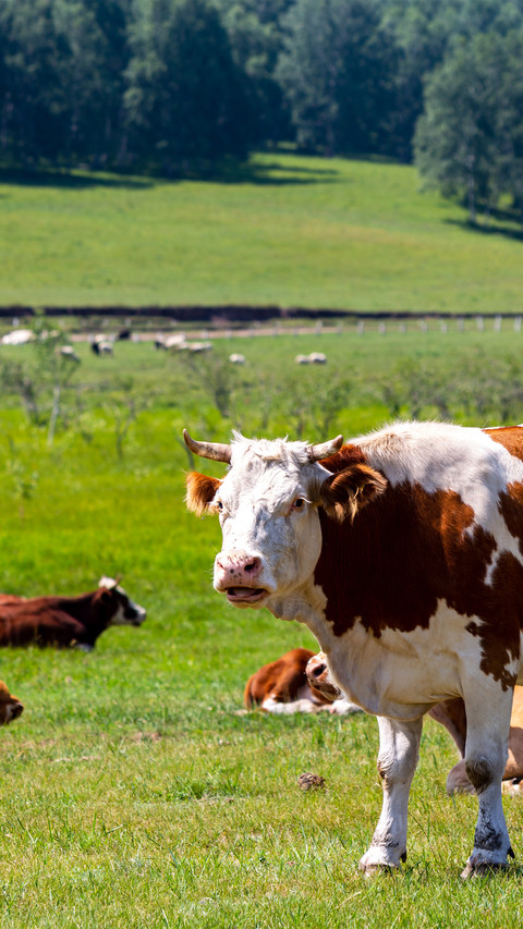 Herding flower cattle on the grassland screenshot