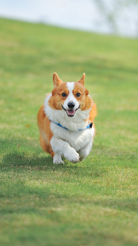 Corgi Running on The Grass screenshot