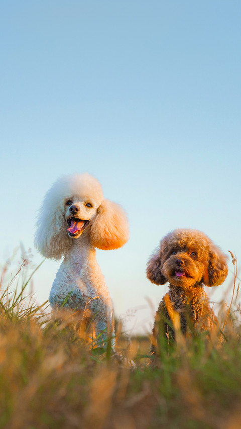 Two poodles on the grass. Pet in nature screenshot