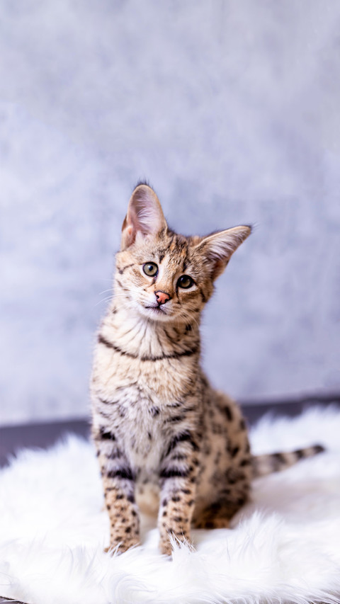 A Lovely Kitten Looking at the Camera Curiously screenshot