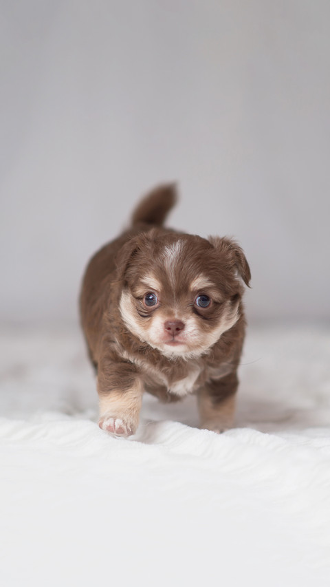 Chihuahua puppy Brown screenshot