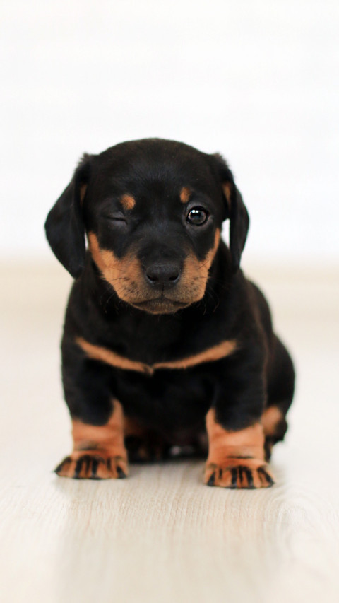 Cute Pups (10) screenshot