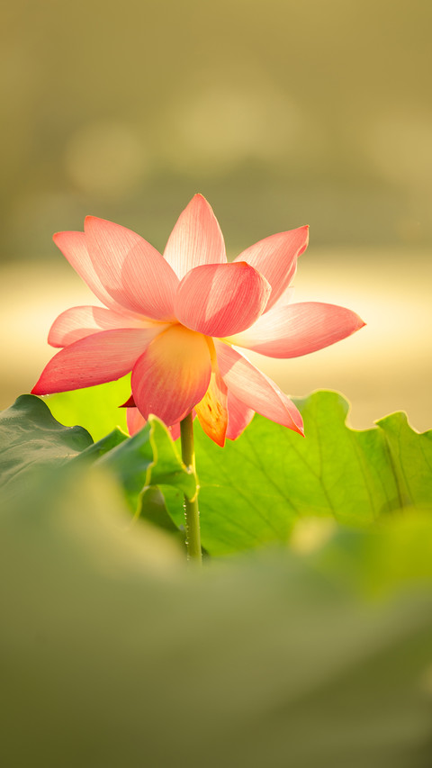 Lotus flowers in the morning light 2 screenshot