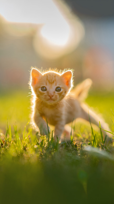 Cat pet cute animal kitten screenshot