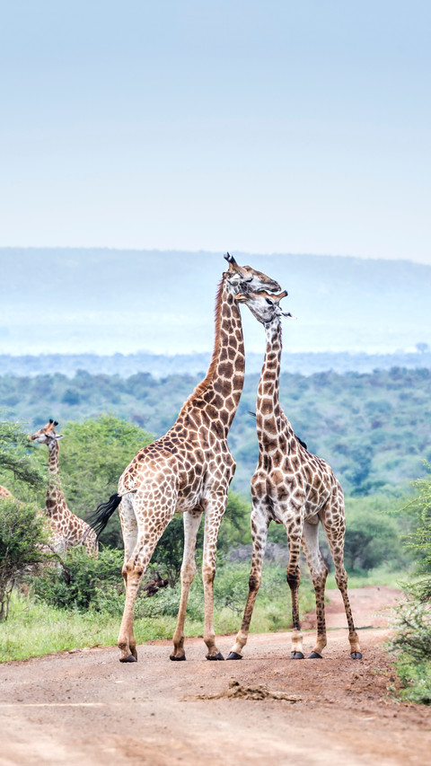 Giraffe Couple Meeting screenshot
