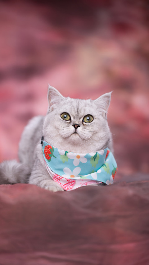 The fantastic behavior of beautiful short cats screenshot