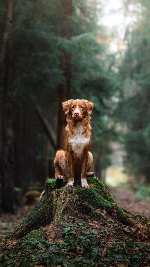 Dog162 screenshot