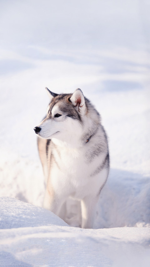 A Husky Dog in Winter screenshot