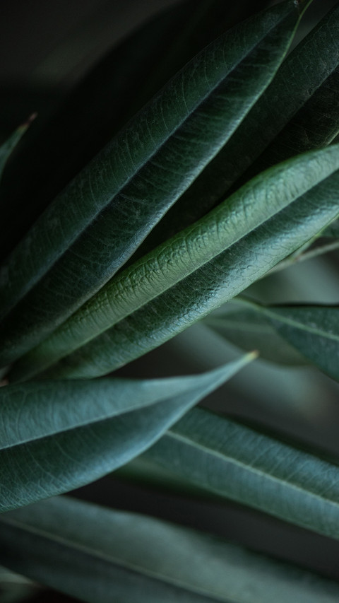 PAIXIN-plant (5) screenshot