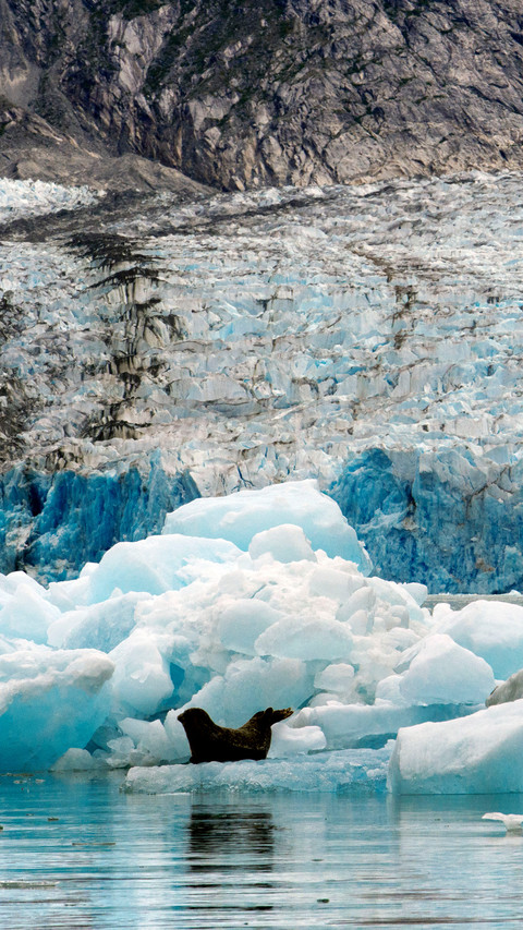Seals on the sea ice screenshot