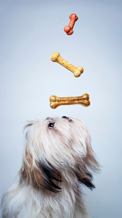 Dogs have inedible bones 19 screenshot